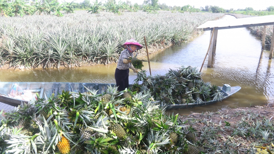 Thu nhập hơn 100 triệu đồng/ha/năm từ trái khóm Cầu Đúc